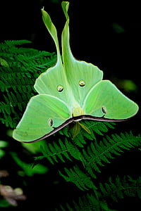 luna moth perched on green leaf plant in closeup photography