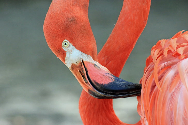 photography of flamingo