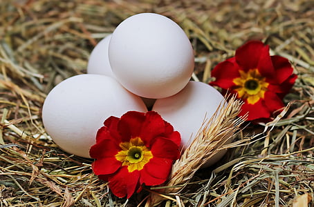four white eggs and two red flowers on brown grass