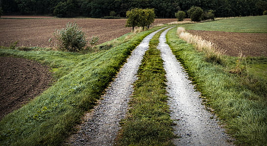 road pathway surrounded by grasses