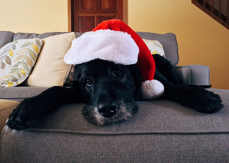 short-coated black dog wearing santa hat
