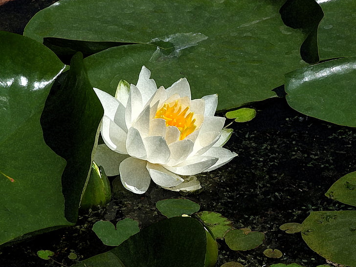 selective focus photo of white water lily flower