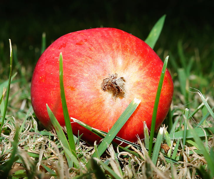 shallow focus photography of red fruit on grass