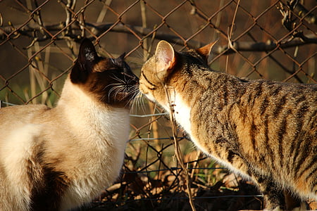 two cat facing each other beside cyclone fence