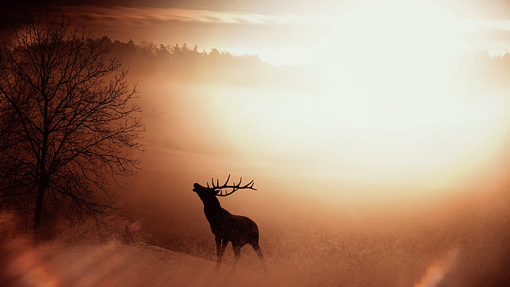 4,000+ Deer Hide Stock Photos, Pictures & Royalty-Free Images