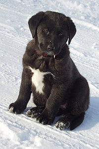 short-coated black puppy sitting on ice