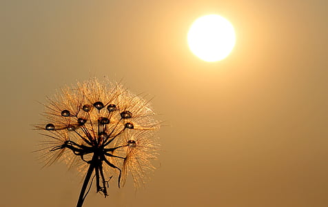 selective focus photography of brown flower against sun