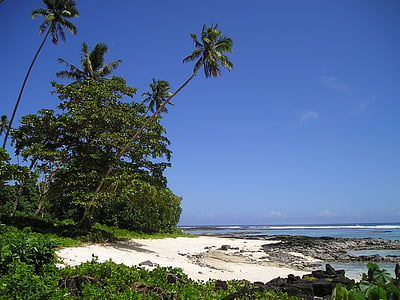 coconut trees near beach