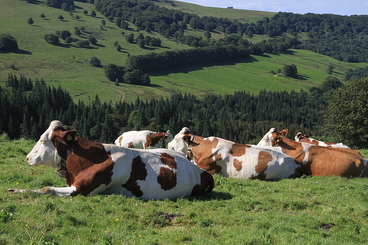 herd of hereford cattles