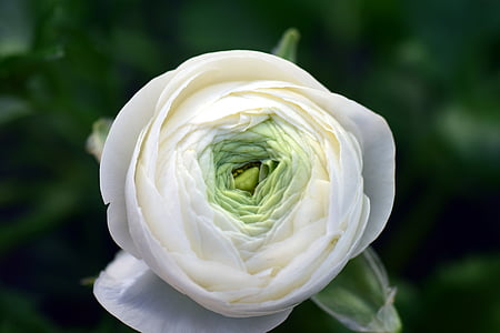 white petaled flower closeup photography