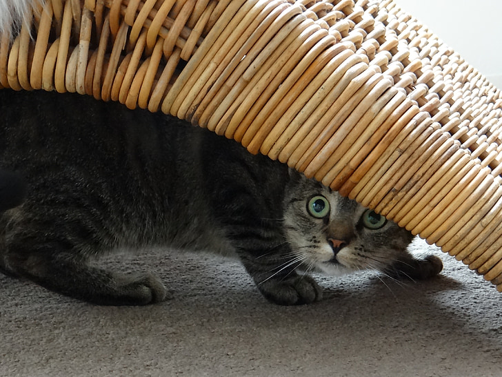 gray cat hiding under brown wicker furniture