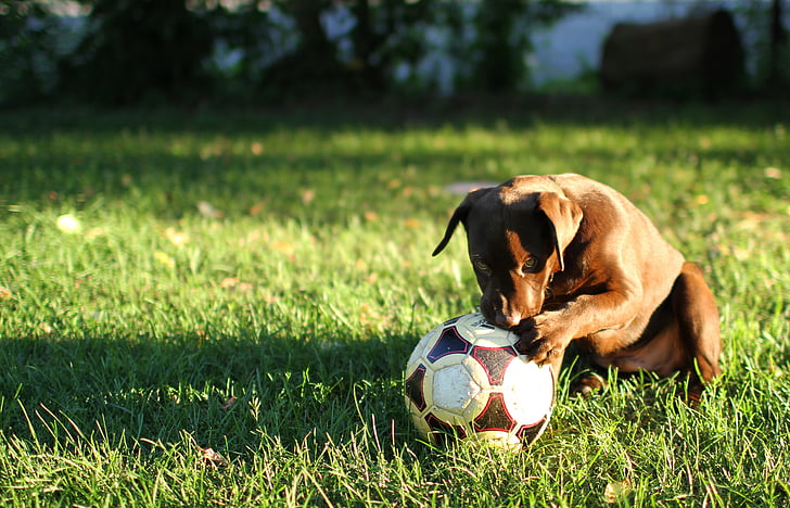brown American pit bull terrier near white and red soccer ball on grass field
