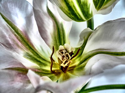 close up photography of white and green tulip flowers