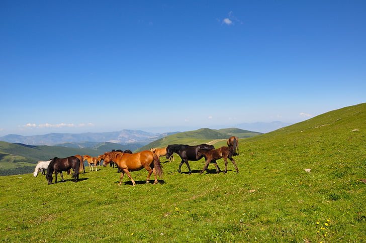horses standing on grass field during the day