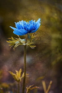 blue peony flower closeup photography