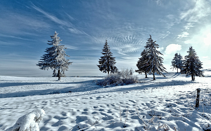 green trees filled of snow under white cloud blue skies