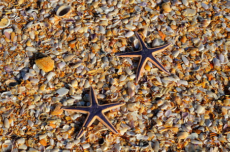 close-up photo of two brown-and-black starfish