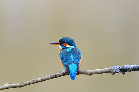 blue long beak bird on tree branch