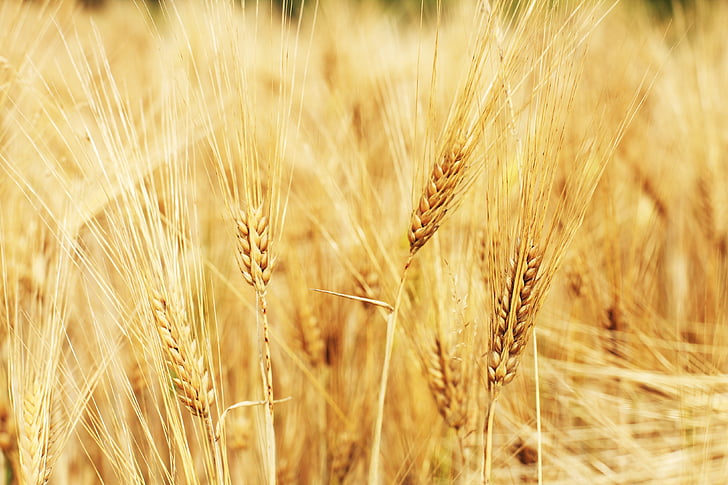 brown wheat in shallow focus photography