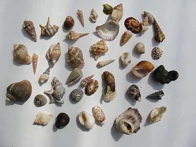 assorted-color seashells
