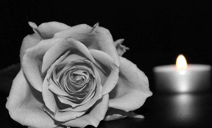 rose flower near selective color photography of tealight candle