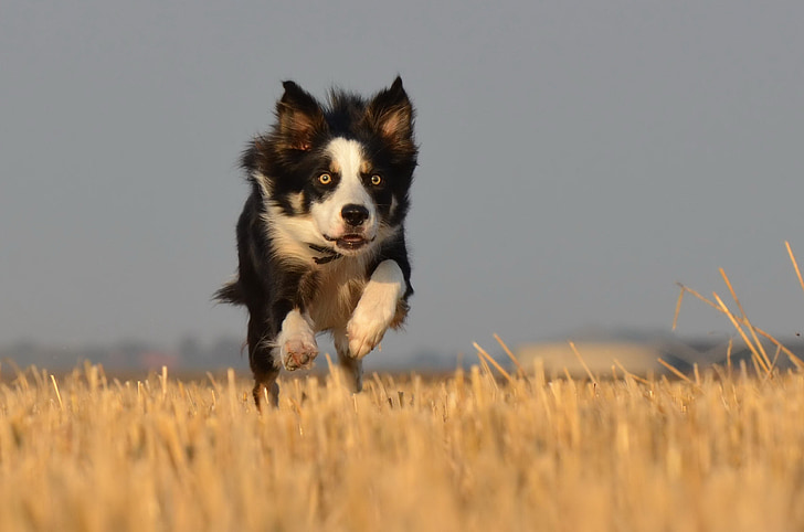 border collie running on field