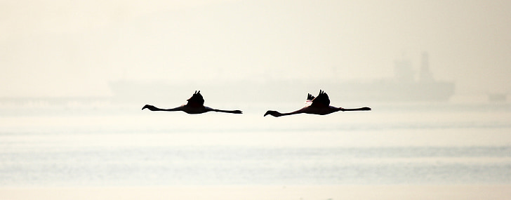 silhouette of two flamingos