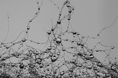 grayscale photography of water dews