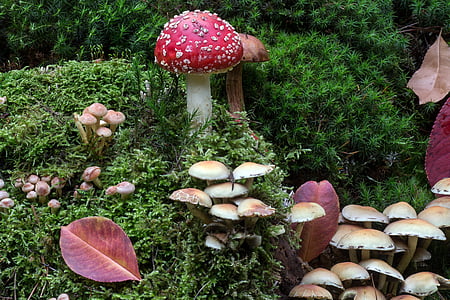 red and brown mushrooms surrounded by plants
