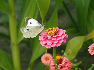 cabbage white butterfly perched on purple petaled flower in closeup photography