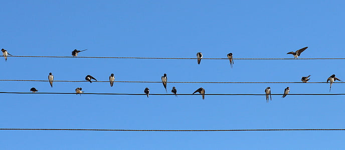 flock of barn swallows perched on cable during daytime