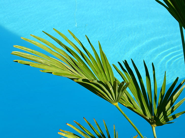 green fan palm tree on top of blue rippling water