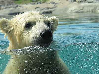 brown bear in the water during daytime
