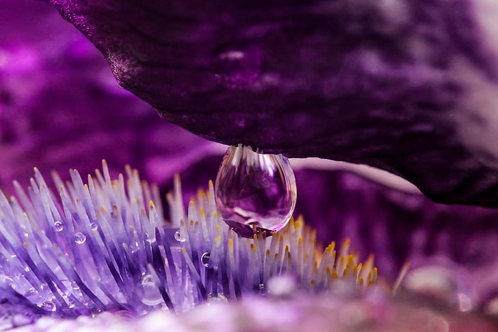 close-up photo of flower pollen