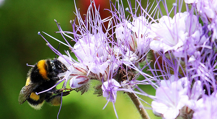 bee perching on purple and white flower