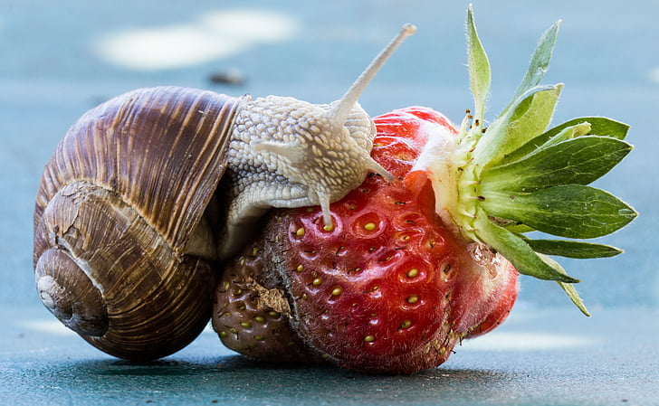 brown snail on green strawberry close-up photo