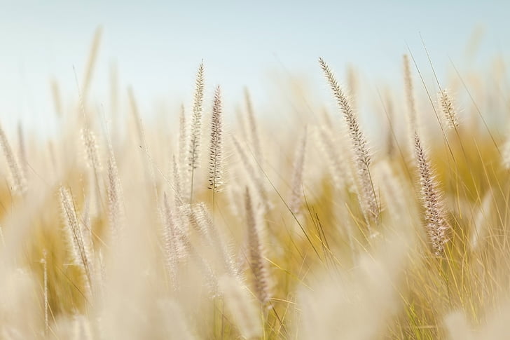 selective focus photography of white fountain grass