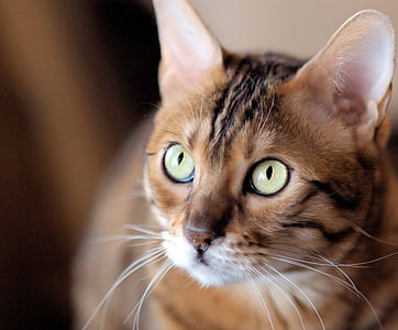 shallow focus photography of tabby cat