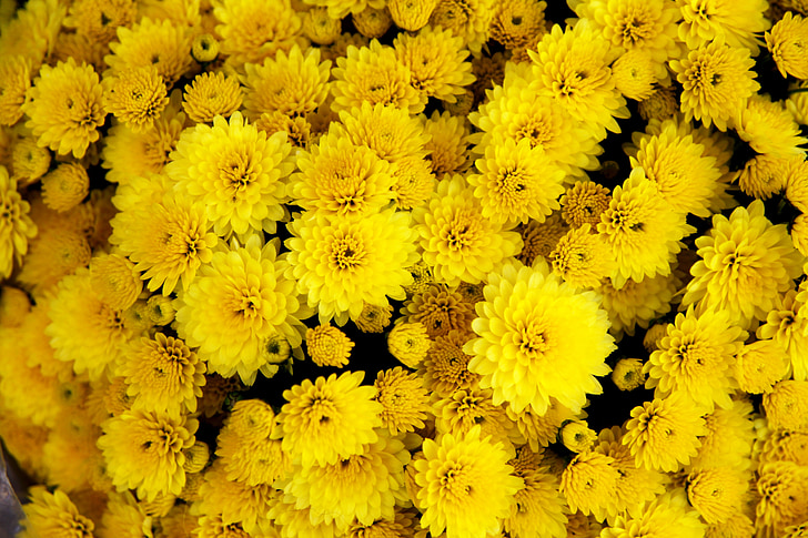 bunch of yellow mums