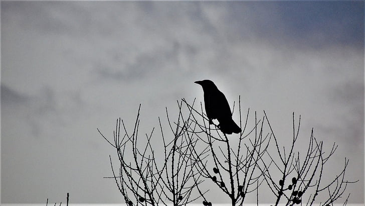 silhouette of black bird perch on bare trees