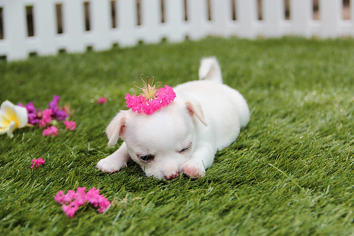 photo of white puppy laying on green grass