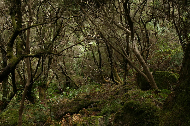 forest, tilos, palma, nature, day, outdoors