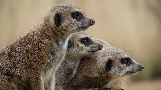 three brown meerkats