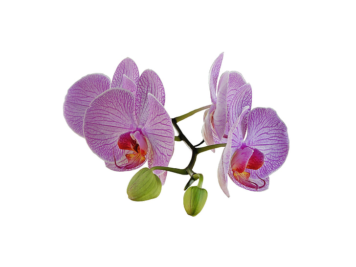 Royalty-Free photo: Four purple flowers | PickPik