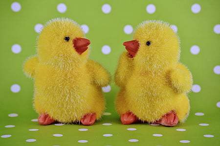 two yellow ducklings photography