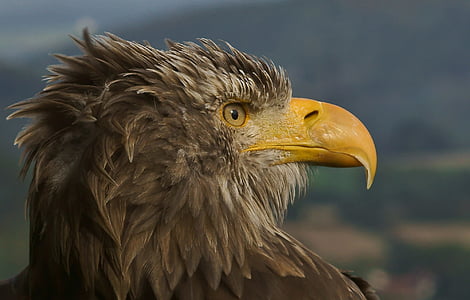 photo of brown and yellow eagle