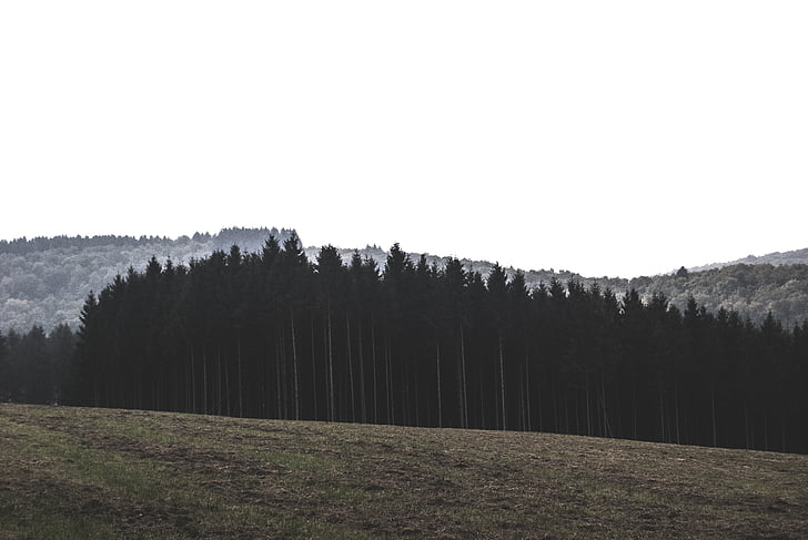 pine trees near mountain