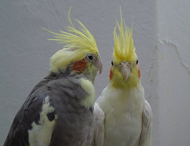 two cockatiels next to each others