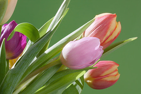 closeup photography of pink, orange, and purple tulip flowers