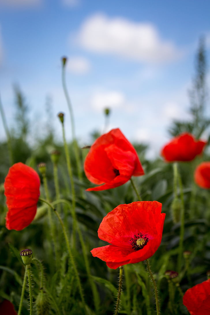 close-up photography of red poppy flowers